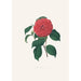 Illustrations and descriptions of the plants that make up the natural order of Camellieae Pl34 - Alfred Chandler