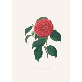 Illustrations and descriptions of the plants that make up the natural order of Camellieae Pl34 - Alfred Chandler