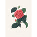 Illustrations and descriptions of the plants that make up the natural order of Camellieae Pl35 - Alfred Chandler