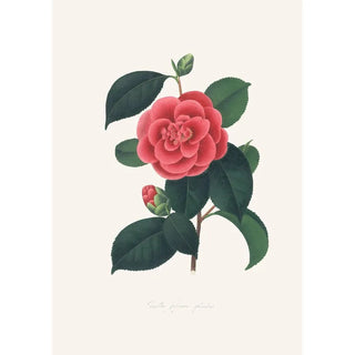 Illustrations and descriptions of the plants that make up the natural order of Camellieae Pl35 - Alfred Chandler