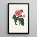 Illustrations and descriptions of the plants that make up the natural order of Camellieae Pl36 - Alfred Chandler