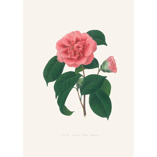Illustrations and descriptions of the plants that make up the natural order of Camellieae Pl36 - Alfred Chandler