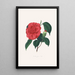 Illustrations and descriptions of the plants that make up the natural order of Camellieae Pl37 - Alfred Chandler