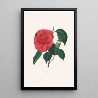 Illustrations and descriptions of the plants that make up the natural order of Camellieae Pl37 - Alfred Chandler