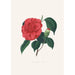Illustrations and descriptions of the plants that make up the natural order of Camellieae Pl37 - Alfred Chandler