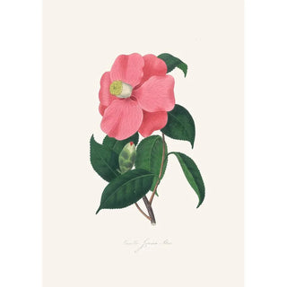 Illustrations and descriptions of the plants that make up the natural order of Camellieae Pl38 - Alfred Chandler — artwork view