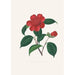 Illustrations and descriptions of the plants that make up the natural order of Camellieae Pl39 - Alfred Chandler — artwork view