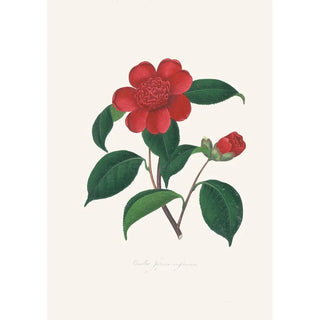 Illustrations and descriptions of the plants that make up the natural order of Camellieae Pl39 - Alfred Chandler — artwork view
