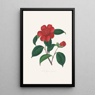 Illustrations and descriptions of the plants that make up the natural order of Camellieae Pl39 - Alfred Chandler — framed artwork on a wall