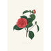 Illustrations and descriptions of the plants that make up the natural order Camellieae Pl40 - Alfred Chandler — artwork view