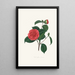 Illustrations and descriptions of the plants that make up the natural order Camellieae Pl40 - Alfred Chandler — framed artwork on a wall