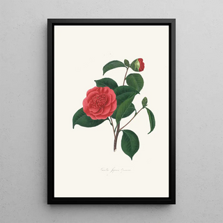 Illustrations and descriptions of the plants that make up the natural order Camellieae Pl40 - Alfred Chandler — framed artwork on a wall