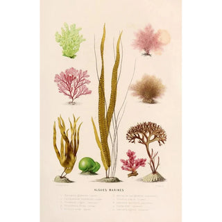 Alfred Frdol - Algues marines.webp