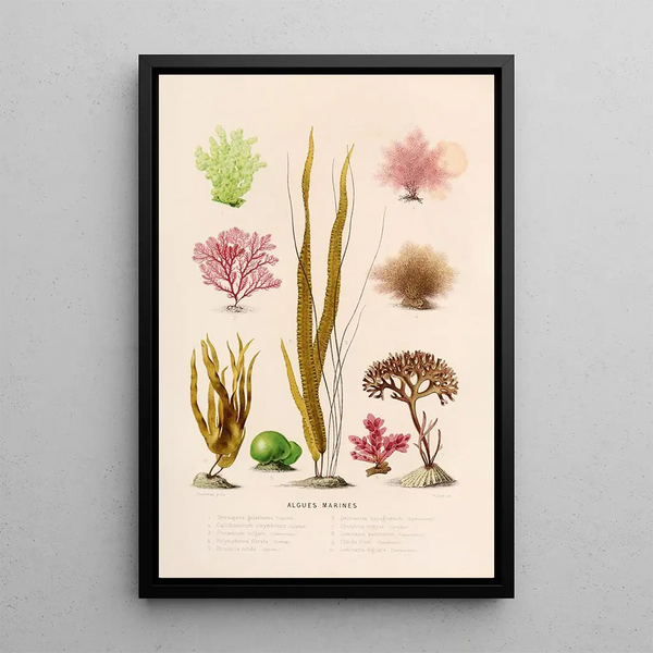 Marine Algae Painting - Alfred Frödl — framed artwork on a wall