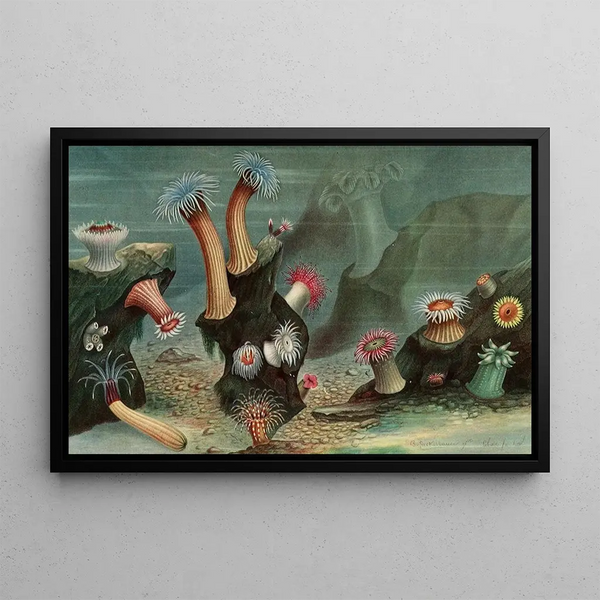 Anémones de mer - Alfred Frödl — framed artwork on a wall