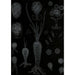 Development of Algae - Alfred Frödl — artwork view