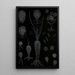 Development of Algae - Alfred Frödl — framed artwork on a wall