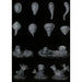 Reproduction of the painting Development of the Coral - Alfred Frödl