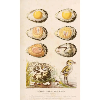 Alfred Frdol - Dveloppement dun oiseau.webp