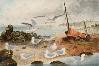 Seagulls argentés - Alfred Frödl — artwork view