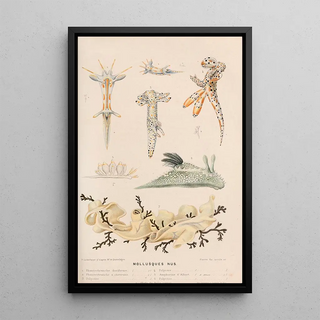 Mollusks Nude II - Alfred Frödl — framed artwork on a wall