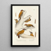 Reproduction of the painting Monographie des picidés pl01 - Alfred Malherbe
