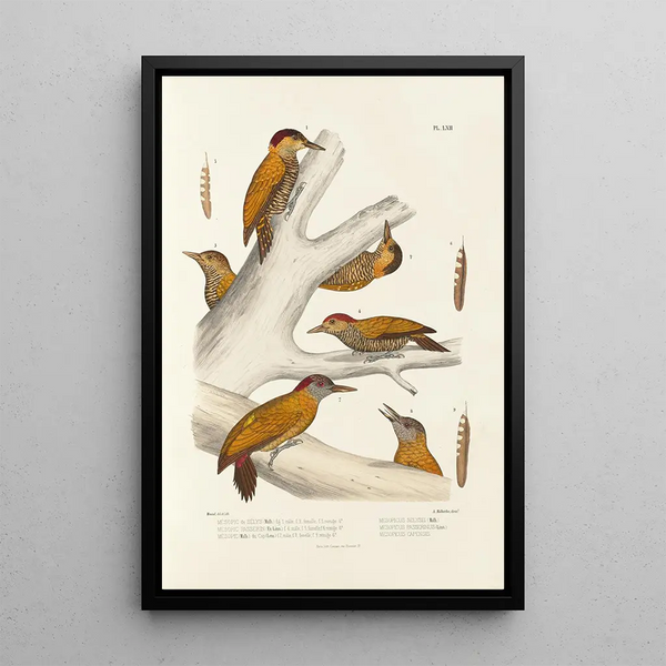 Reproduction of the painting Monographie des picidés pl01 - Alfred Malherbe