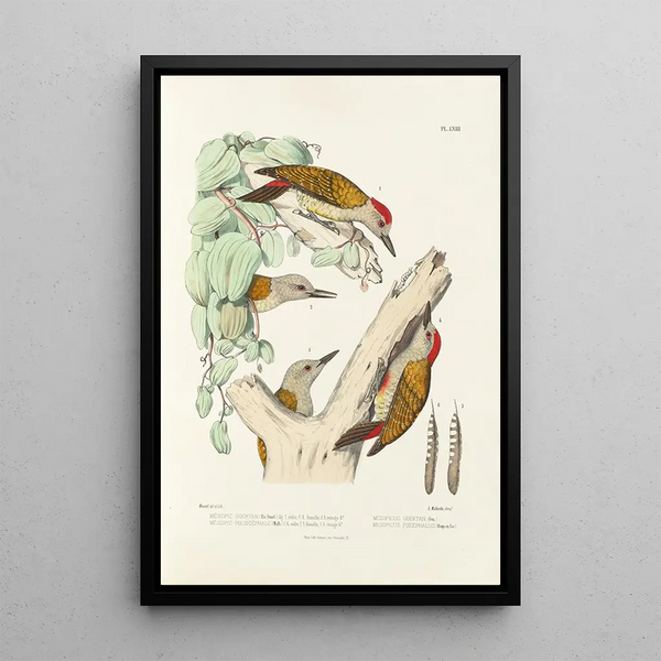 Monographie des picidés pl02 - Alfred Malherbe — framed artwork on a wall
