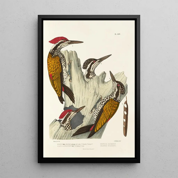 Reproduction of the painting Monographie des picidés pl03 - Alfred Malherbe