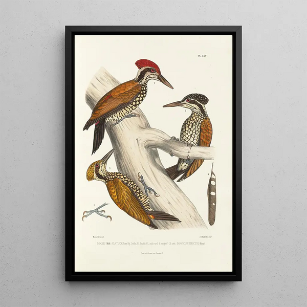 Reproduction of the painting Monographie des picidés pl04 - Alfred Malherbe