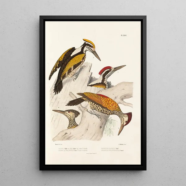 Monographie des picidés pl05 - Alfred Malherbe — framed artwork on a wall
