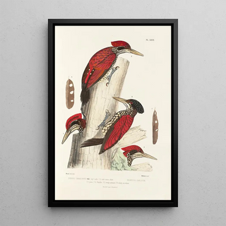 Reproduction of the painting Monographie des picidés pl06 - Alfred Malherbe
