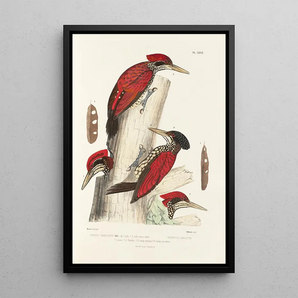 Reproduction of the painting Monographie des picidés pl06 - Alfred Malherbe