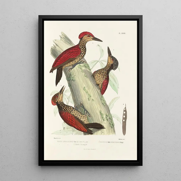 Monographie des picidés pl07 - Alfred Malherbe — framed artwork on a wall