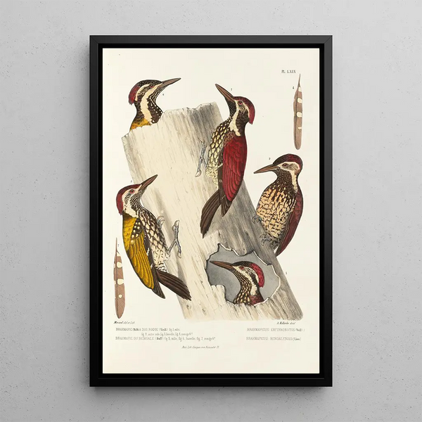 Reproduction of the painting Monographie des picidés pl08 - Alfred Malherbe