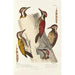 Reproduction of the painting Monographie des picidés pl08 - Alfred Malherbe