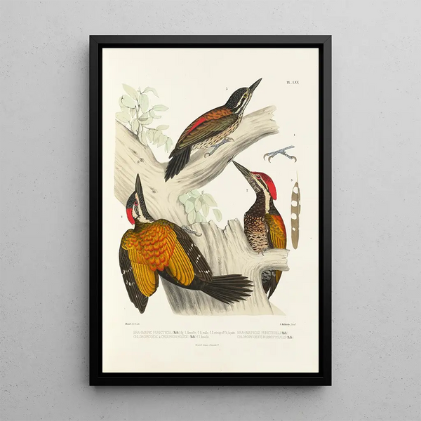 Monographie des picidés pl09 - Alfred Malherbe — framed artwork on a wall