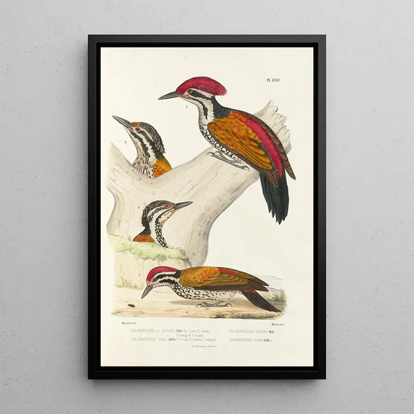 Reproduction of the painting Monographie des picidés pl10 - Alfred Malherbe