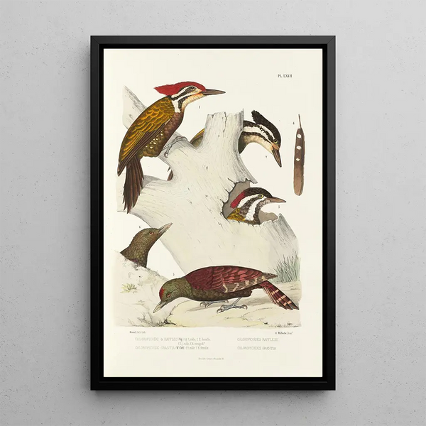 Monographie des picidés pl11 - Alfred Malherbe — framed artwork on a wall