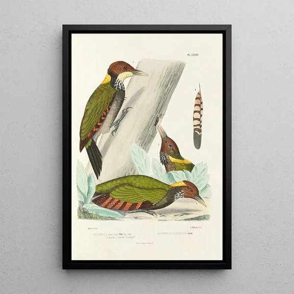 Reproduction of the painting Monographie des picidés pl12 - Alfred Malherbe