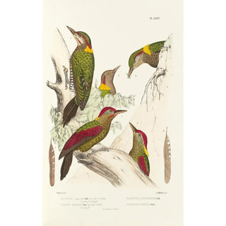 Monographie des picidés pl13 - Alfred Malherbe — artwork view