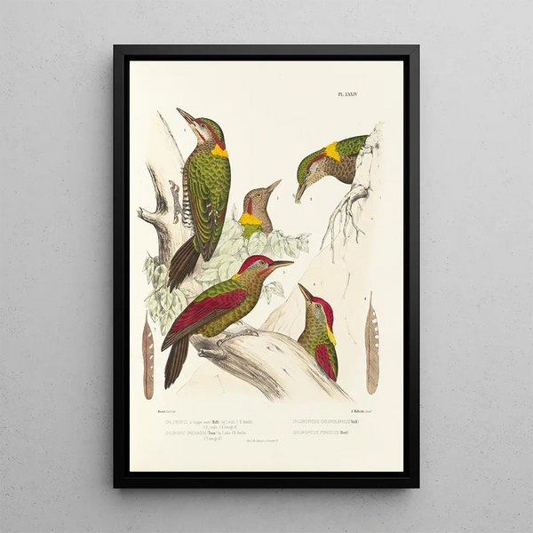 Monographie des picidés pl13 - Alfred Malherbe — framed artwork on a wall