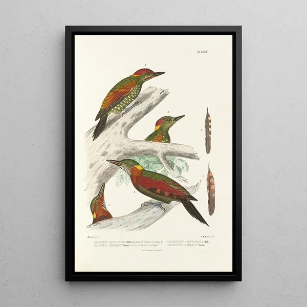 Monographie des picidés pl14 - Alfred Malherbe — framed artwork on a wall