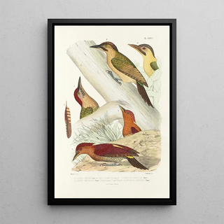 Reproduction of the painting Monographie des picidés pl15 - Alfred Malherbe