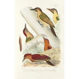 Reproduction of the painting Monographie des picidés pl15 - Alfred Malherbe