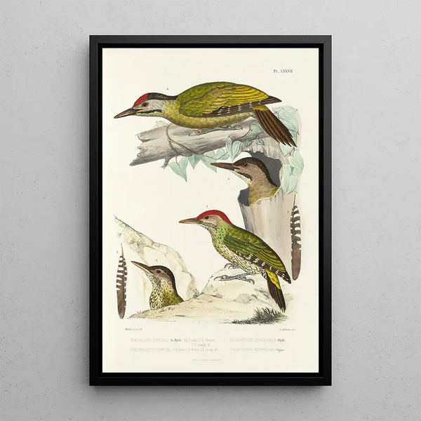 Monographie des picides pl16 - Alfred Malherbe — framed artwork on a wall