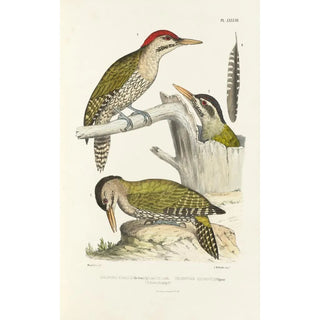Reproduction of the painting Monographie des picides pl17 - Alfred Malherbe