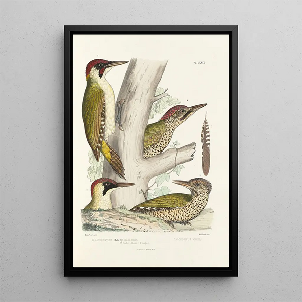 Monographie des picides pl18 - Alfred Malherbe — framed artwork on a wall