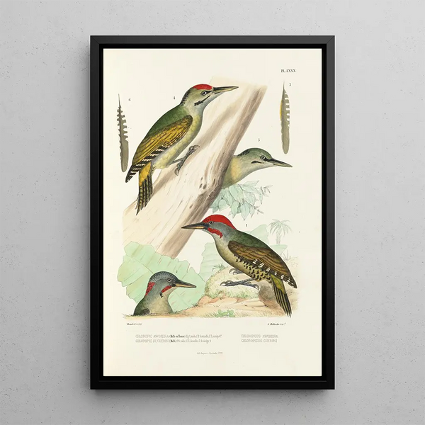 Reproduction of the painting Monographie des picides pl19 - Alfred Malherbe
