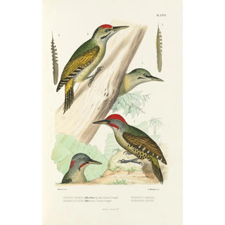 Reproduction of the painting Monographie des picides pl19 - Alfred Malherbe